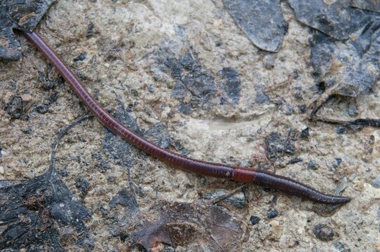 Annelida, clitellata, earthworm, shingles, lumbricidae, oligochaeta, annelids, few bristles, earthworm