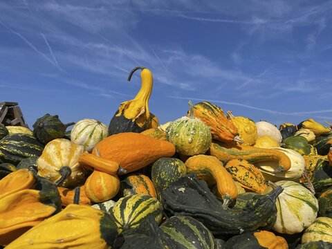 Many pumpkin varieties, ornamental pumpkin, edible pumpkin, agriculture, Tauber valley, Tauberfranken, Main-Tauber district, Lauda-K&ouml;nigshofen, Baden-W&uuml;rttemberg, Germany