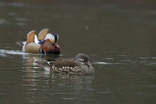 Mandarin duck (Aix galericulata) adult female and male birds on a lake, England, United Kingdom