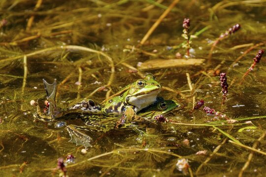 Two frogs mating in a pond, surrounded by aquatic plants, water frog (Rana esculante) wildlife, Germany