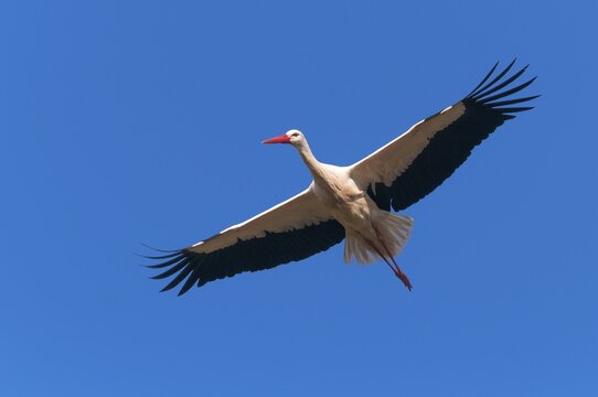 Flying (Ciconia ciconia) in front of blue sky, Oldenburger M&uuml;nsterland, Vechta, Lower Saxony, Germany