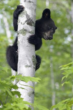 American Black Bear (Ursus americanus), Minnesota, USA. A small black bear climbs a birch tree in the dense forest