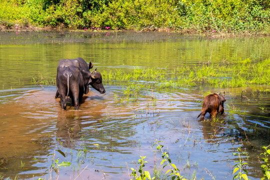 Two adult water buffaloes and their calf wade through a shallow pond surrounded by lush greenery, grasses, and blooming pink water lilies.