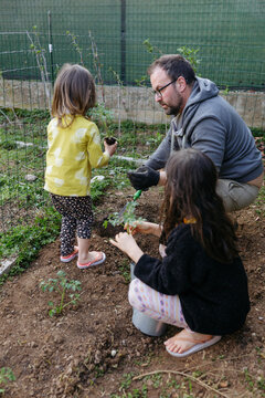 Father Teaching His Two Daughters to Plant Seedlings in a Family Vegetable Garden