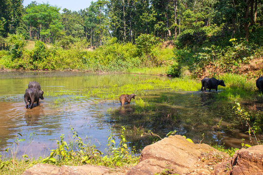 Two adult water buffaloes and their calf wade through a shallow pond surrounded by lush greenery, grasses, and blooming pink water lilies.