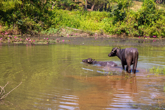 Two adult water buffaloes and their calf wade through a shallow pond surrounded by lush greenery, grasses, and blooming pink water lilies.