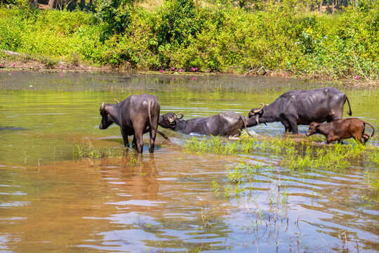 Two adult water buffaloes and their calf wade through a shallow pond surrounded by lush greenery, grasses, and blooming pink water lilies.