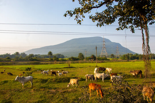 Panchet Hills dominate the scenic countryside, overlooking lush green fields, grazing cattle, palm trees, and electric transmission towers beneath a clear sky