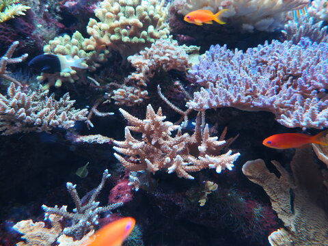珊瑚の海を彩る小さな魚たち
