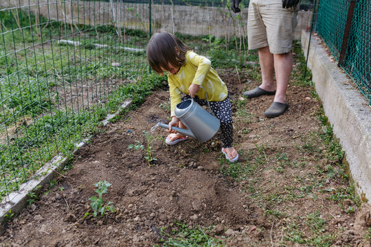 Little girl watering young tomato plants with metal watering can while father supervises