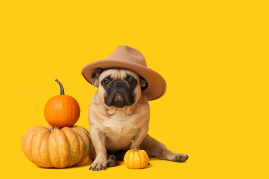 Cute French bulldog in hat with fresh pumpkins on yellow background. Thanksgiving Day celebration