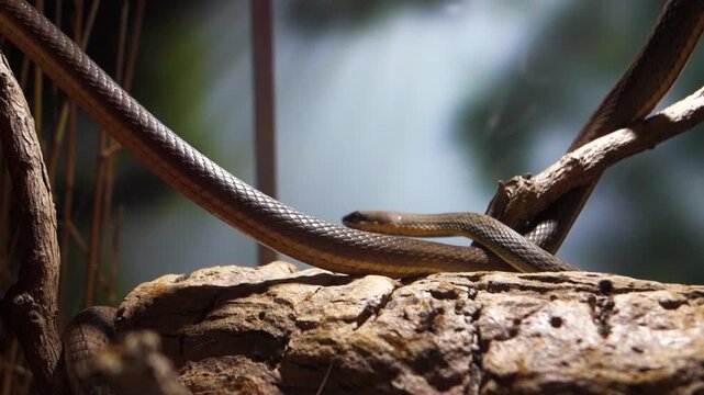 philodryas nattereri, aka Paraguay green racer. native to eastern South America. in captivity.