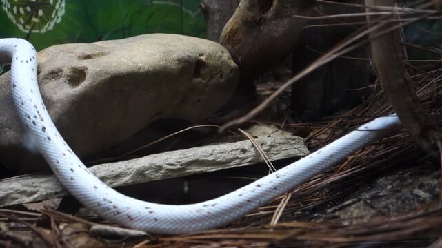 Blizzard Corn Snake, white corn snake. aka Pantherophis guttatus. in captivity