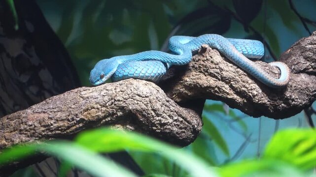 blue white lipped pit viper. Trimeresurus insularis, aka Lesser Sunda Islands pit viper. venomous pit viper species endemic to Southeast Asia