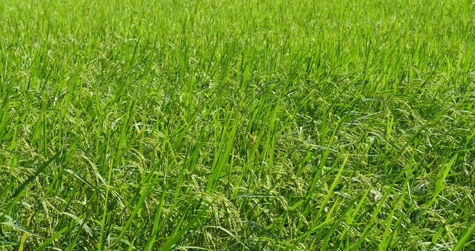 Rice plants growing in a field, swaying in the breeze as harvest time approaches&mdash;a rice-themed concept.