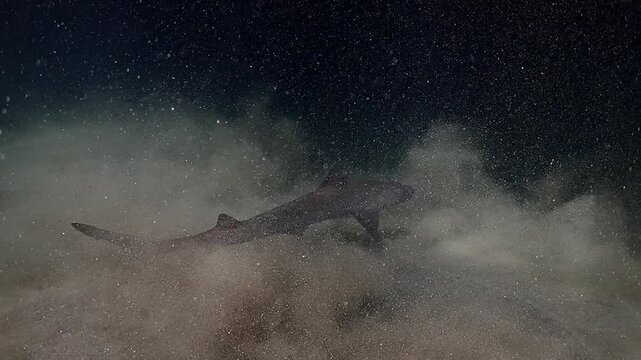 A smooth-hound shark Mustelus mustelus moving across the sandy seabed and kicking up sediments as it heads to hide inside a cave.