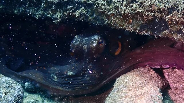 A common octopus Octopus vulgaris retreating and moving deeper inside a dark rocky cave or den to hide.
