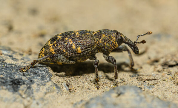 large pine weevil (Hylobius abietis) crawling on ground