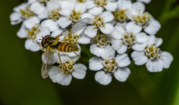 hoverfly sitting on white flower