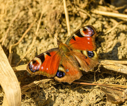 European peacock butterfly (Aglais io)