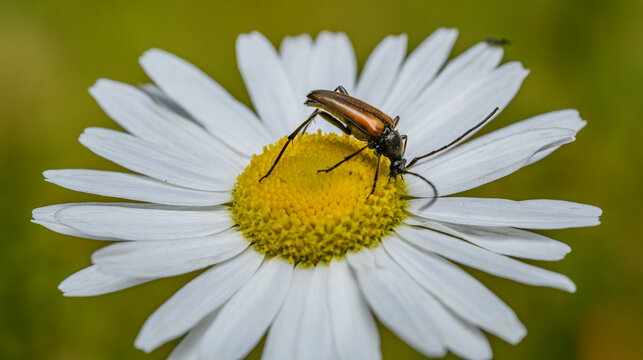 flower longhorn beetle (Stenurella melanura) on a white flower