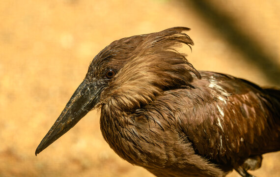 hamerkop (Scopus umbretta) or umbrette bird portrait