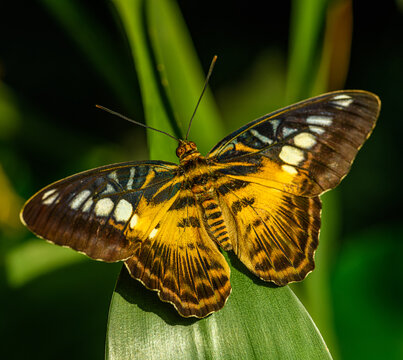 brown clipper (Parthenos sylvia) butterfly