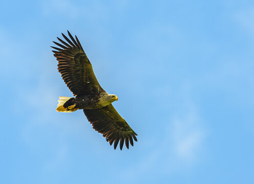 white-tailed eagle (Haliaeetus albicilla) in flight
