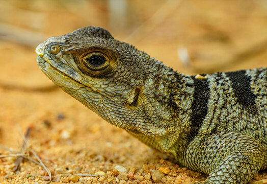 collared iguana (Oplurus cuvieri) lizard portrait