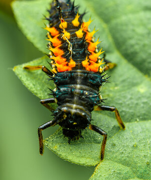 larva of multicoloured Asian lady beetle (Harmonia axyridis)