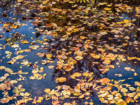 fallen autumn leafs in the forest pond ,autumn background