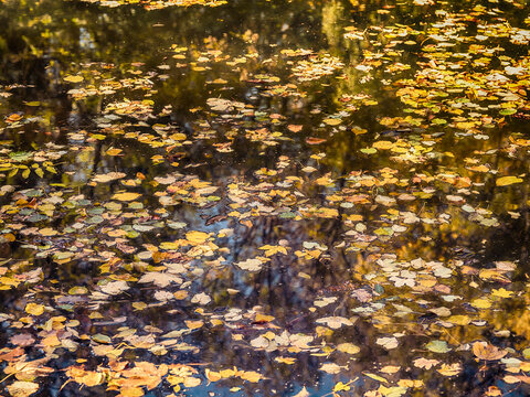 fallen autumn leafs in the forest pond ,autumn background