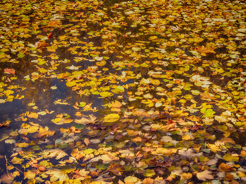 fallen autumn leafs in the forest pond ,autumn background