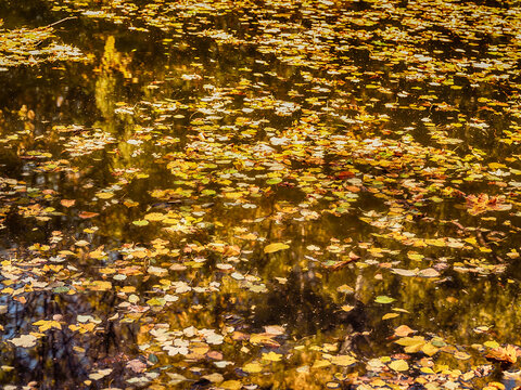 fallen autumn leafs in the forest pond ,autumn background