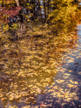 fallen autumn leafs in the forest pond ,autumn background
