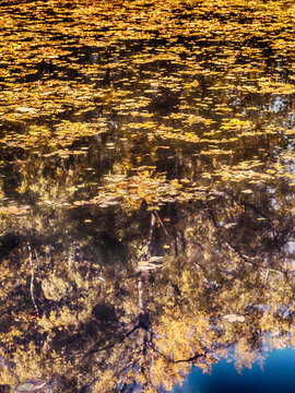 fallen autumn leafs in the forest pond ,autumn background