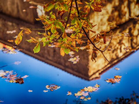 fallen autumn leafs in the forest pond ,autumn background