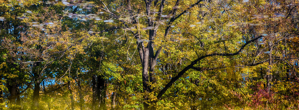 autumn trees reflections in  forest pond