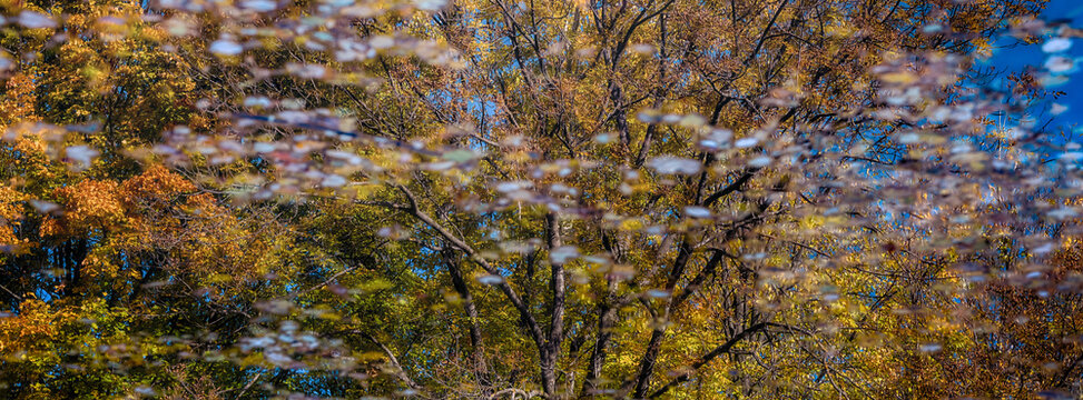 autumn trees reflections in  forest pond