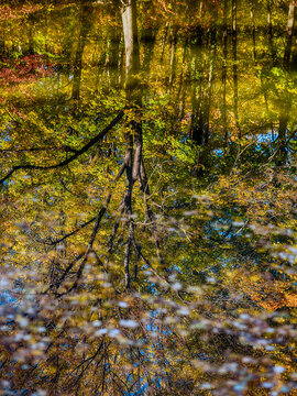 autumn trees reflections in  forest pond