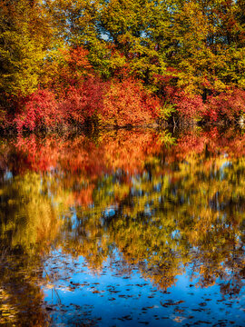 autumn trees reflections in  forest pond