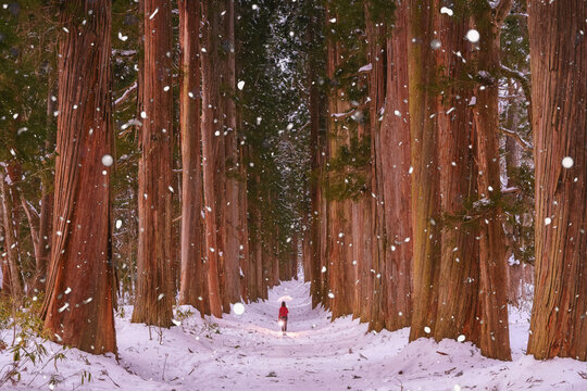 A row of Cedar Trees at Togakushi Shrine in winter in Nagano, J