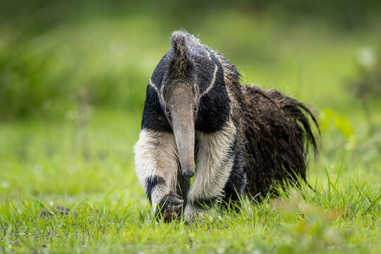 Giant anteater walks through wet green grass in a natural outdoo