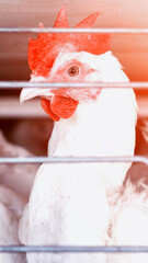 White chicken broiler head profile portrait showing red comb wattles eye behind metal cage bars industrial farm poultry animal welfare concept vertical photo © HENADZY