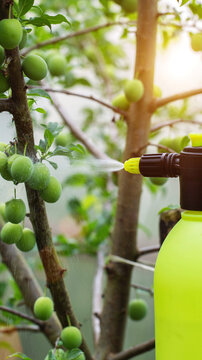Gardener spraying pesticide or fertilizer solution on unripe green plums growing on fruit tree branch, protecting future harvest from pests and diseases under bright sunlight vertical photo