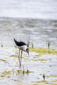 Black-winged stilt foraging in a shallow lagoon at Isola della Cona, Italy
