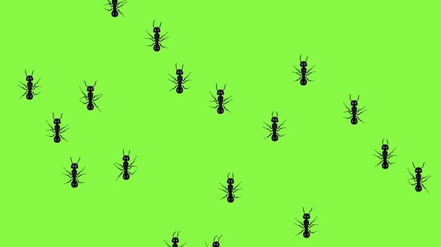 Group of black ants marching on green screen background