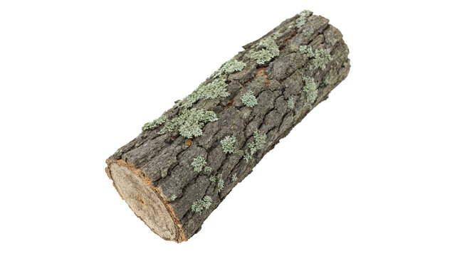 A simple raw natural wooden tree log bark trunk isolated on transparent background.