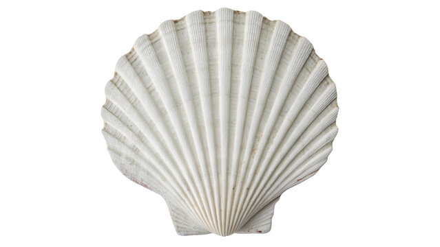 Beautiful decorative white seashell shaped ceramic ornament accessory soap isolated on transparent background.