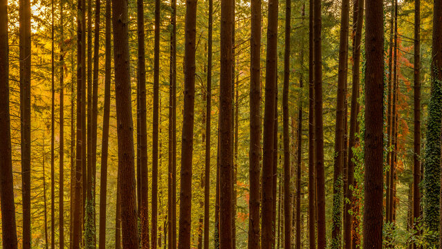 For&ecirc;t de sapins dans les montagne du Morvan en Bourgogne &agrave; l'automne